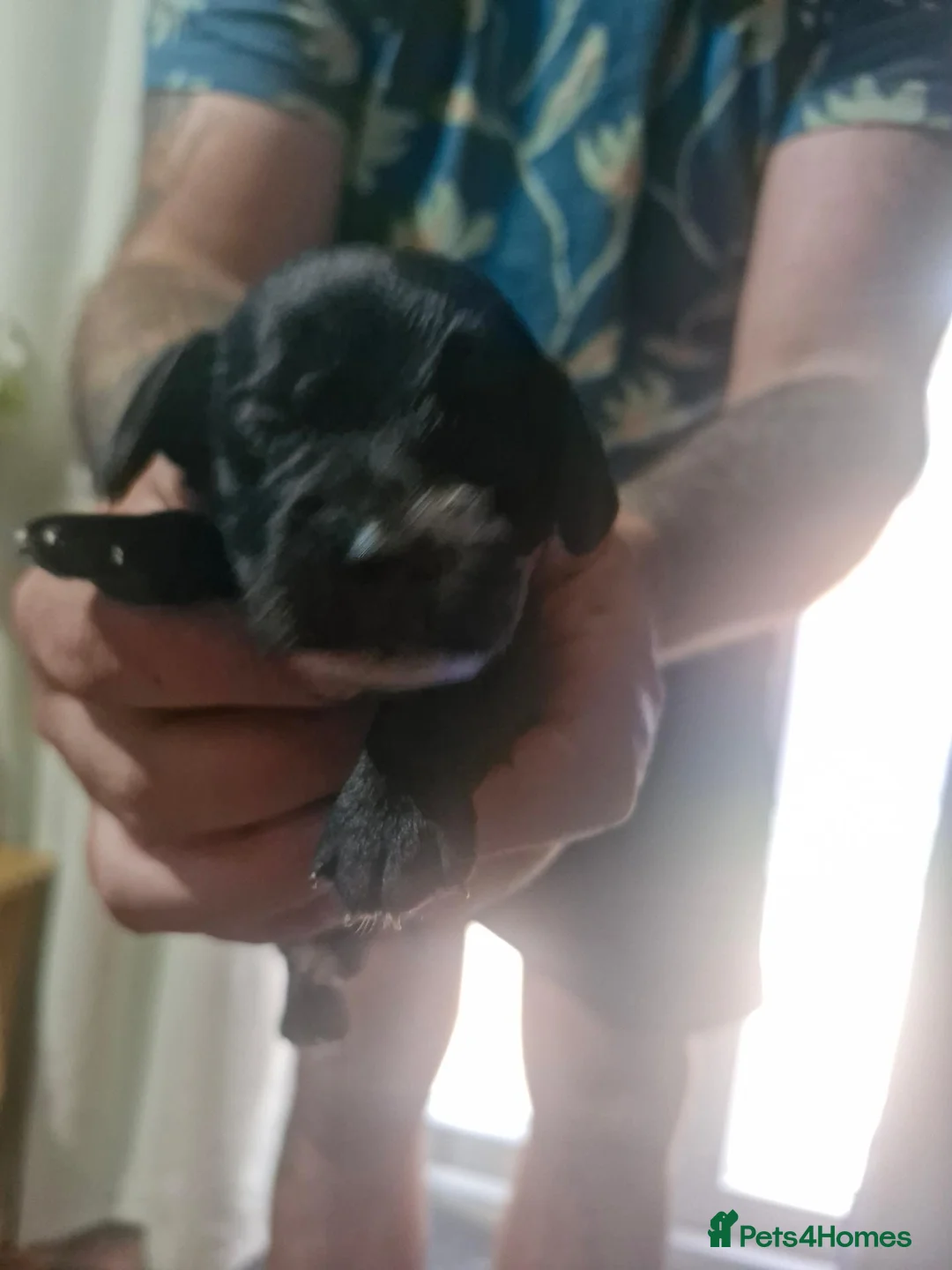 Cockapoo dogs for sale: Beautiful cockapoo puppies F1B in Salisbury - Advert 24
