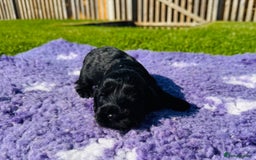 Mixed Breed dogs for sale: Schnoodle Babies 🐾🐾🐾 - Image 12