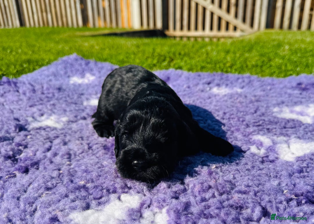 Mixed Breed dogs for sale: Schnoodle Babies 🐾🐾🐾 - Image 12