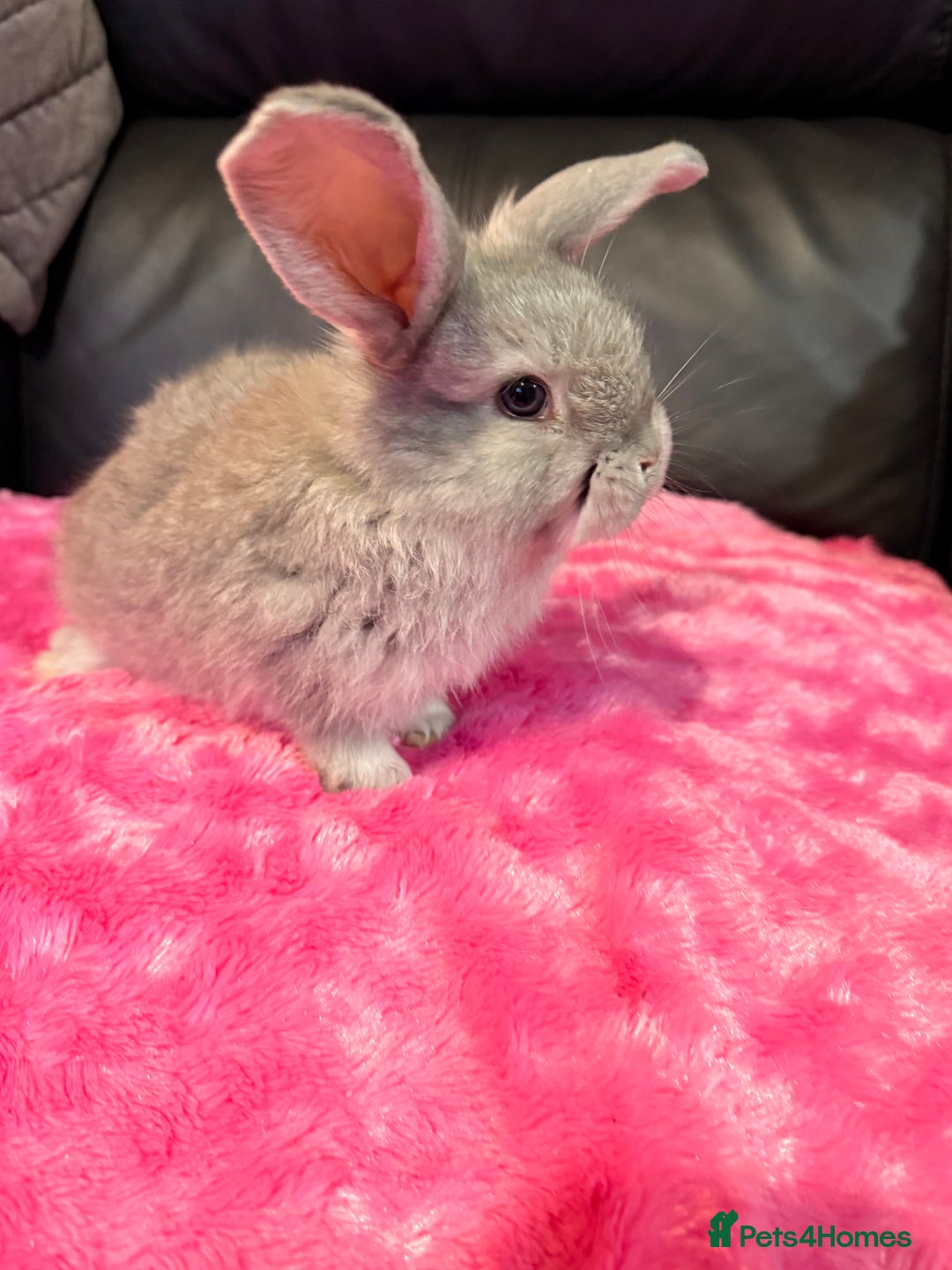 Mini Lop rabbits for sale: 2 LEFT! 8 Mini lop x Giant French lop babies - Advert 19