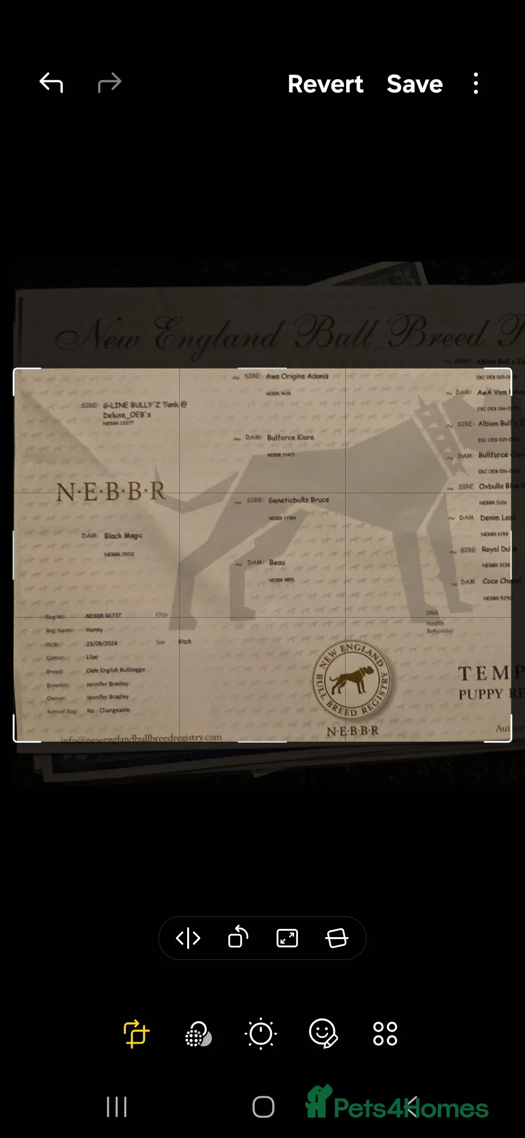 Dorset Olde Tyme Bulldogge dogs for sale: Olde tyme english bulldogs - Advert 5