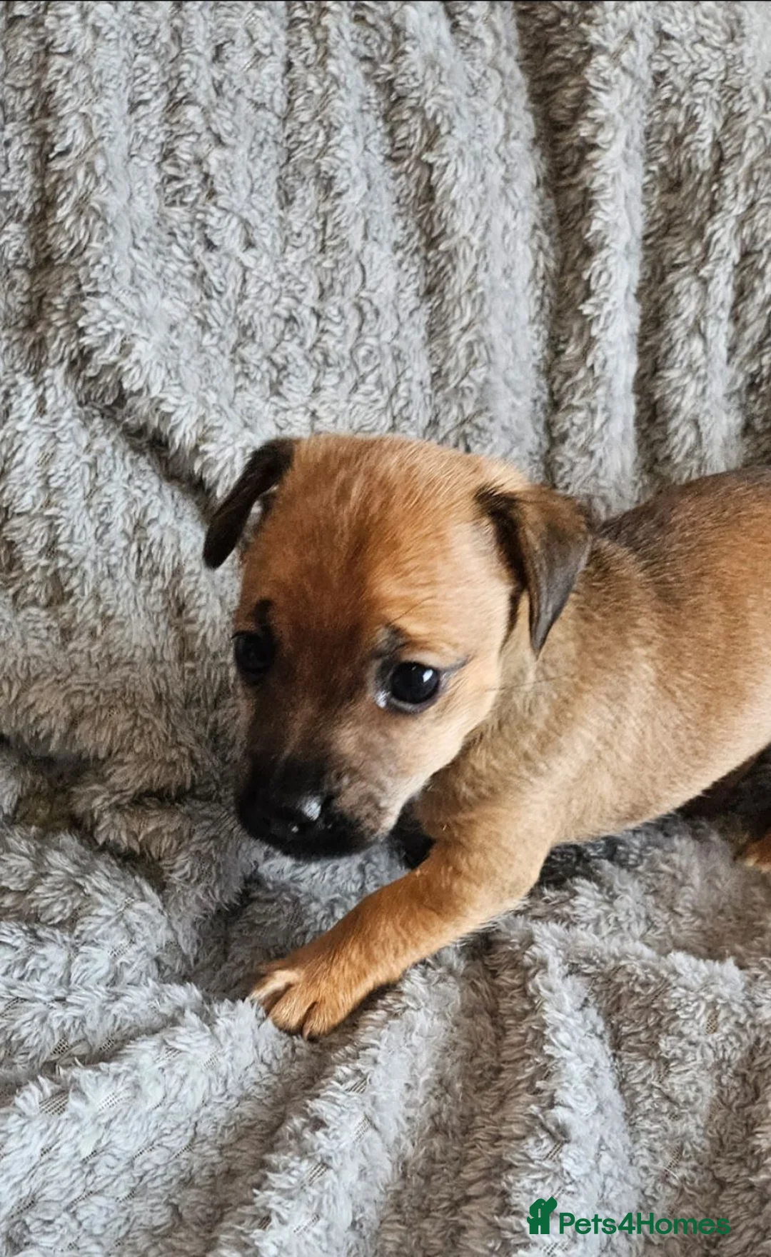 Jack Russell dogs for sale: Last male JRT to find he's forever home  - Advert 1