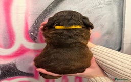 Cockapoo dogs for sale: *STUNNING F1 COCKAPOO PUPPIES* - Advert 22