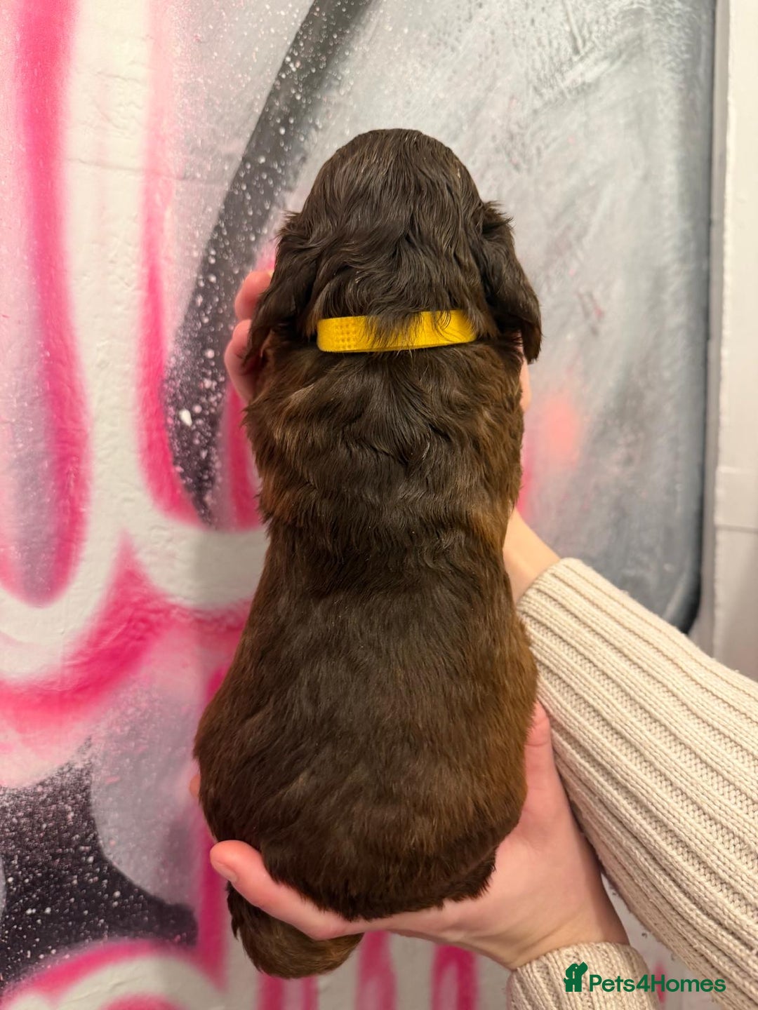 Cockapoo dogs for sale: *STUNNING F1 COCKAPOO PUPPIES* - Advert 22