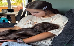 Cocker Spaniel dogs for sale: 1female 1male 7 month old puppies - Image 8