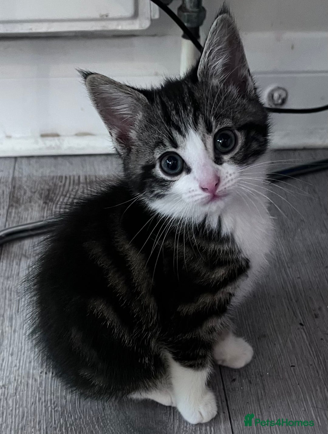 Mixed Breed cats for sale: 4 kittens looking for new homes - Image 3