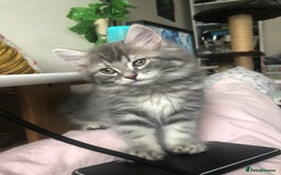 Scottish Fold cats for sale: STUNNING KITTENS FOR SALE! - Advert 12