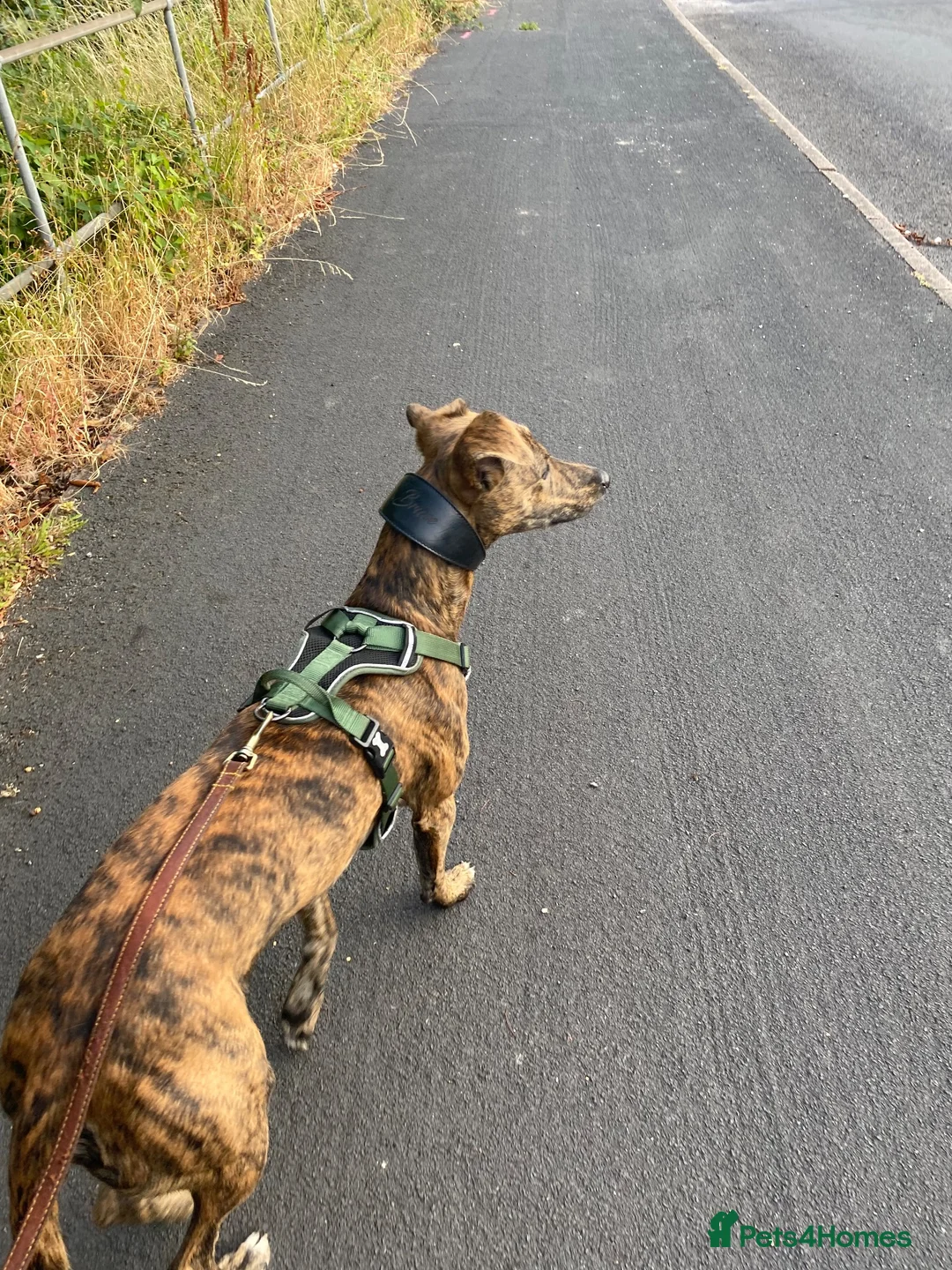 Lurcher dogs for sale: Beautiful 1 year old boy in Cradley Heath - Advert 2