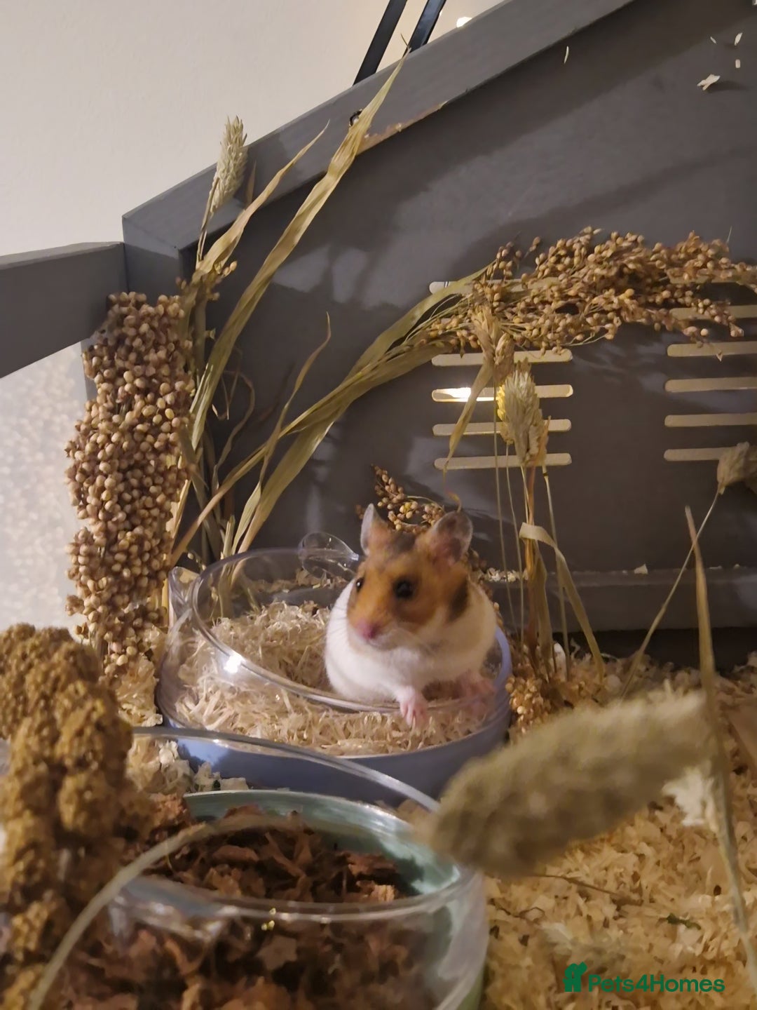 Hamster rodents for sale: Very friendly teddy bear hammy - Advert 12
