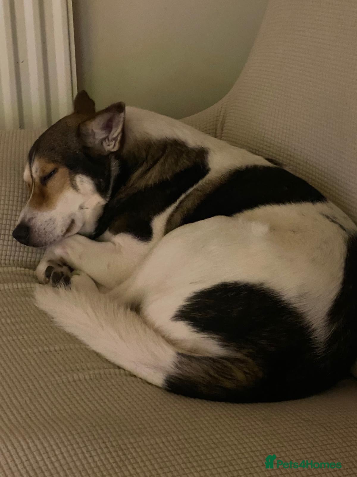 Mixed Breed dogs for sale: Oscar - Advert 5