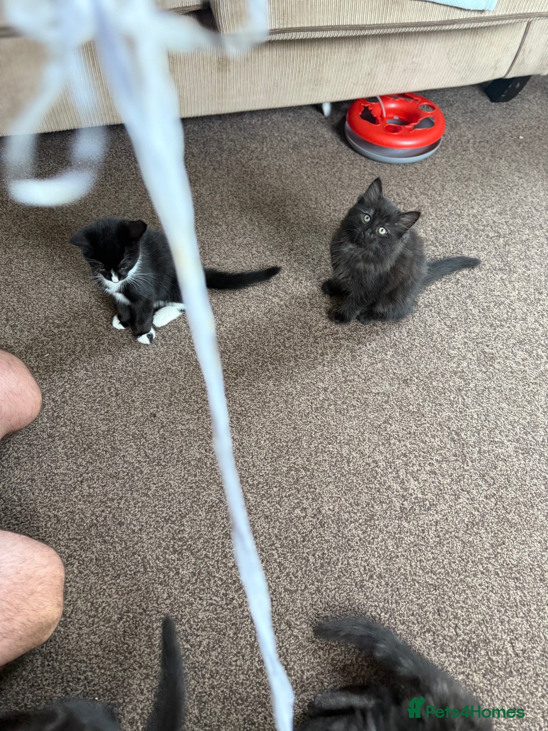 Mixed Breed cats for sale: Kittens  - Image 6