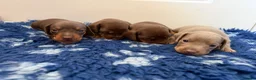 Miniature Dachshund dogs for sale: Beautiful kc registered miniature dachshunds  - Advert 4