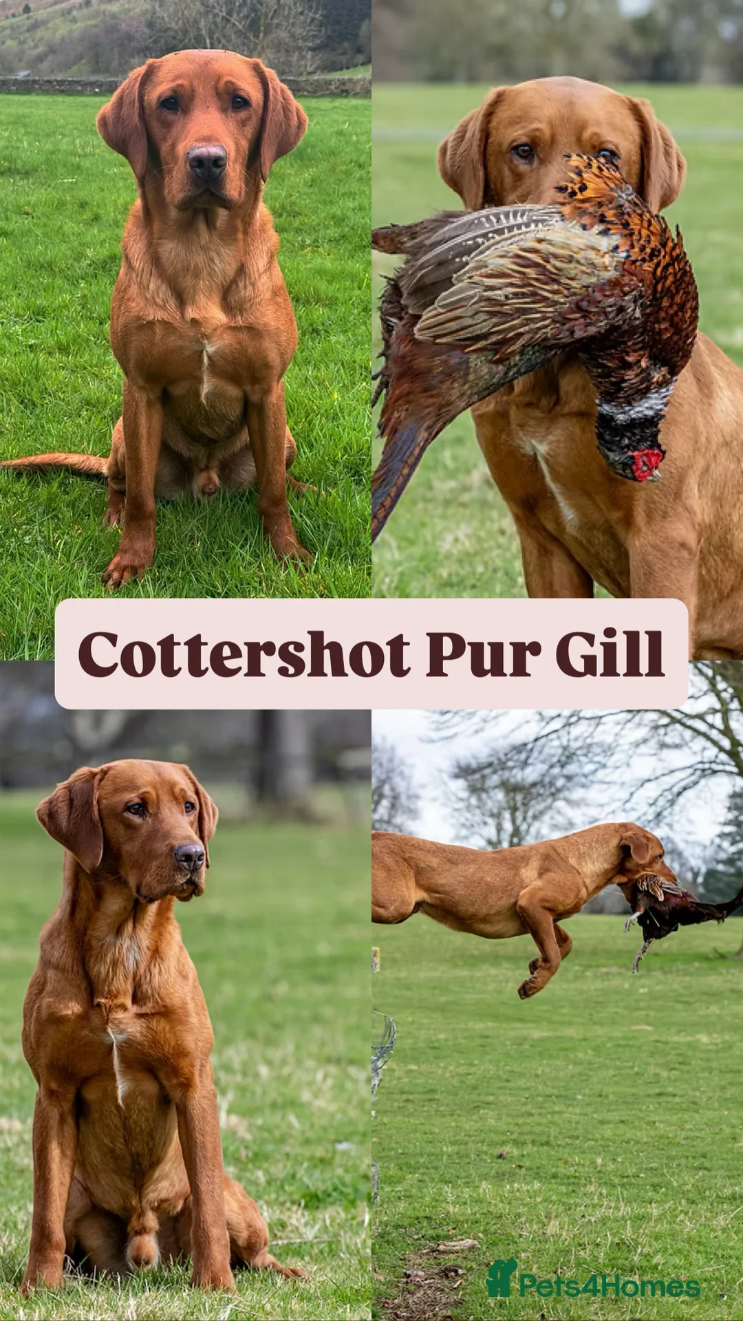 Labrador Retriever dogs for sale: KC Working Fox Red Pups - Advert 2