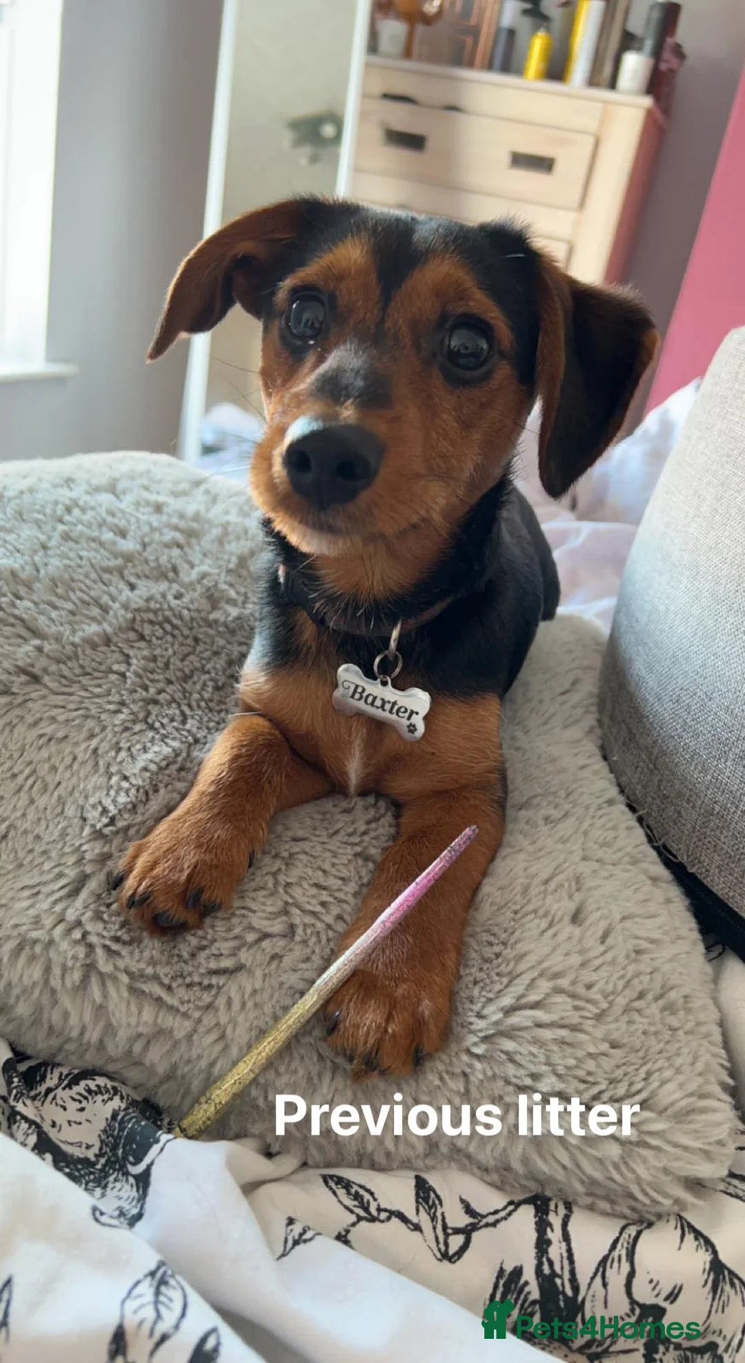 Norfolk Terrier dogs for stud: 3/4 Norfolk x 1/4 Jack Russell proven stud in Burton-on-Trent - Advert 23