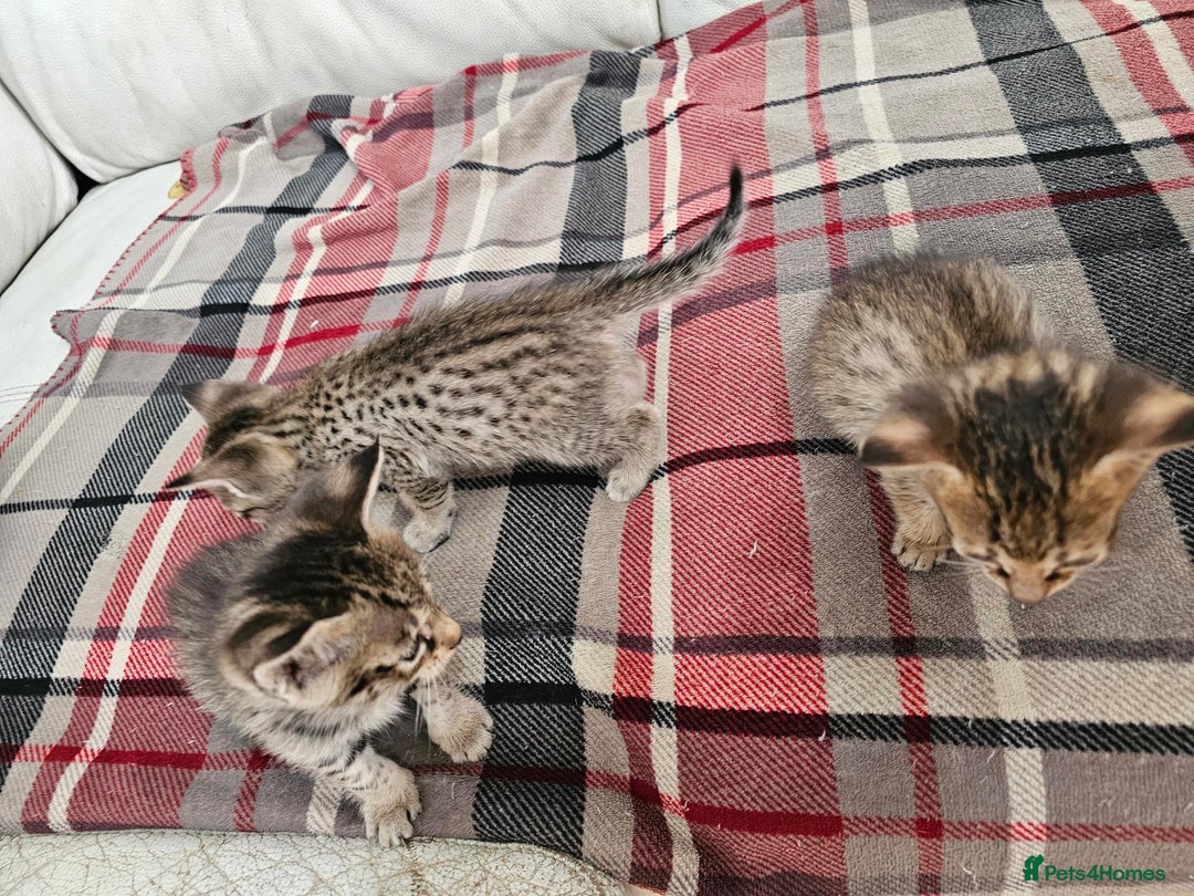 Savannah cats for sale: F4 Savannah Kittens 3x Brown Spotted 2x Melanistic - Image 15