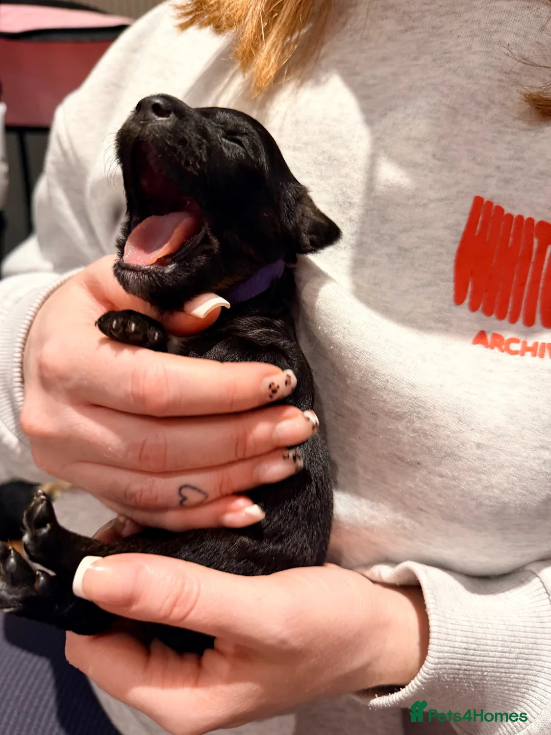 Mixed Breed dogs for sale: Loodlepoo Puppies  - Advert 18