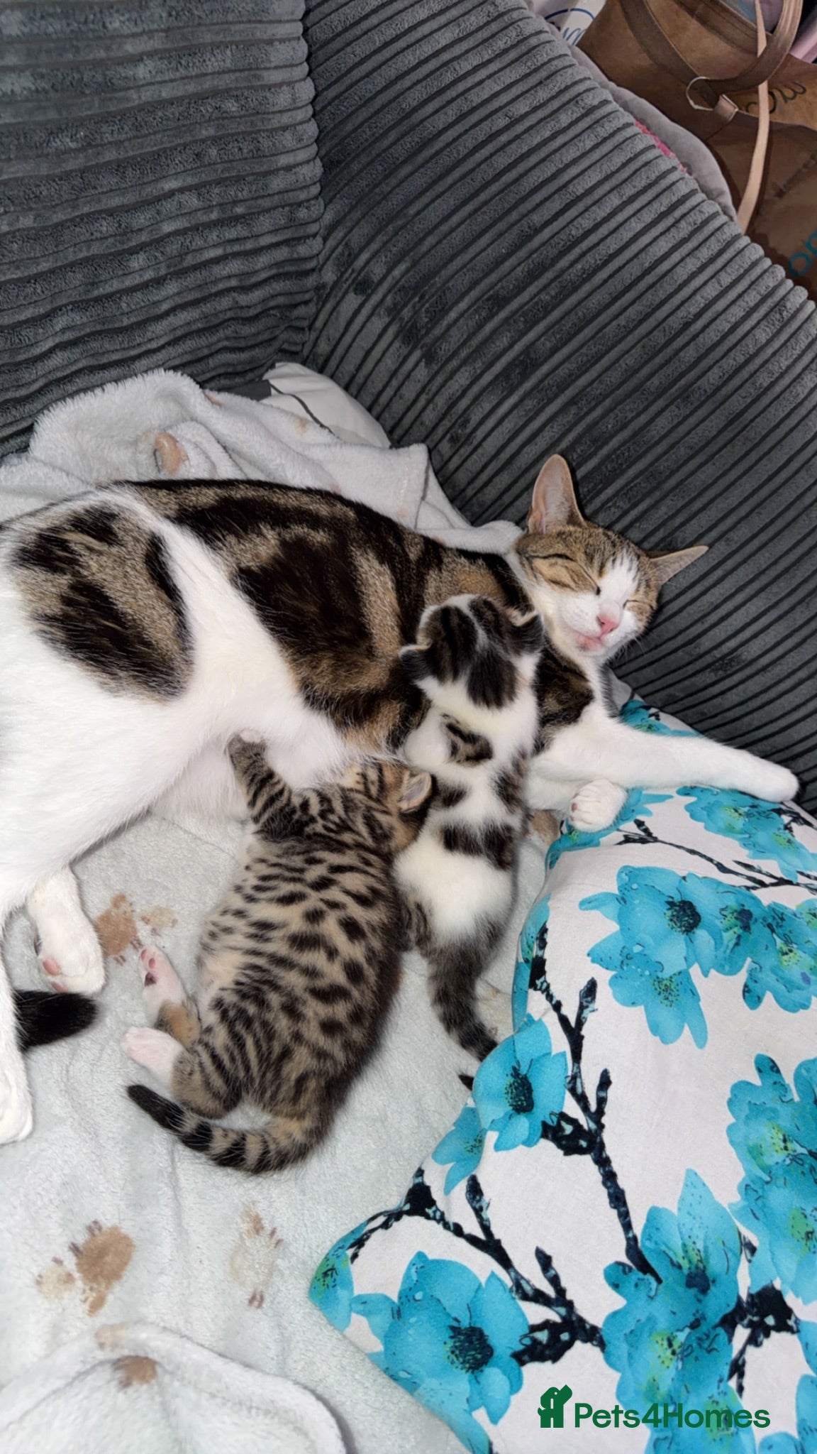 Mixed Breed cats beautiful male kittens looking for a forever home  - Advert 2