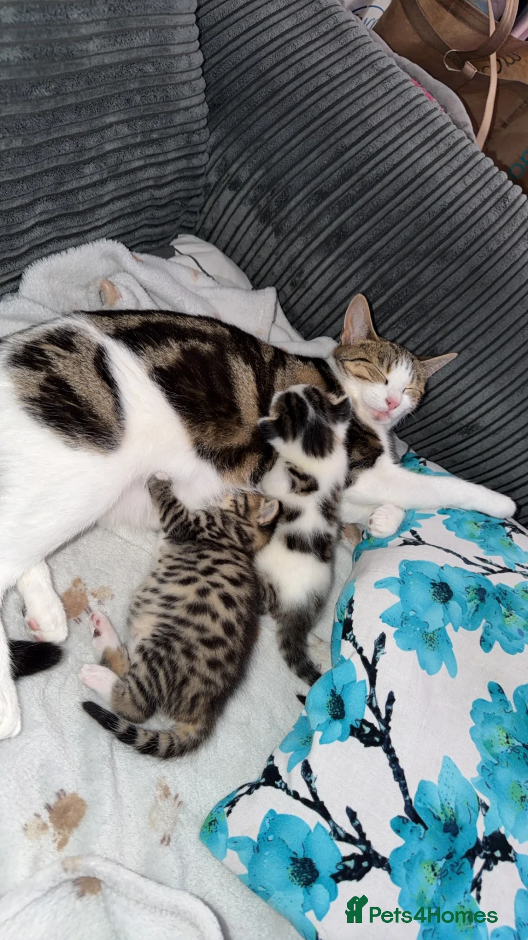 Mixed Breed cats for sale: beautiful male kittens looking for a forever home  - Advert 1
