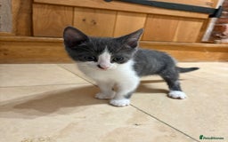 British Shorthair cats for sale: Kittens for sale - Image 5