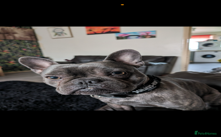 Mixed Breed dogs - Advert 1
