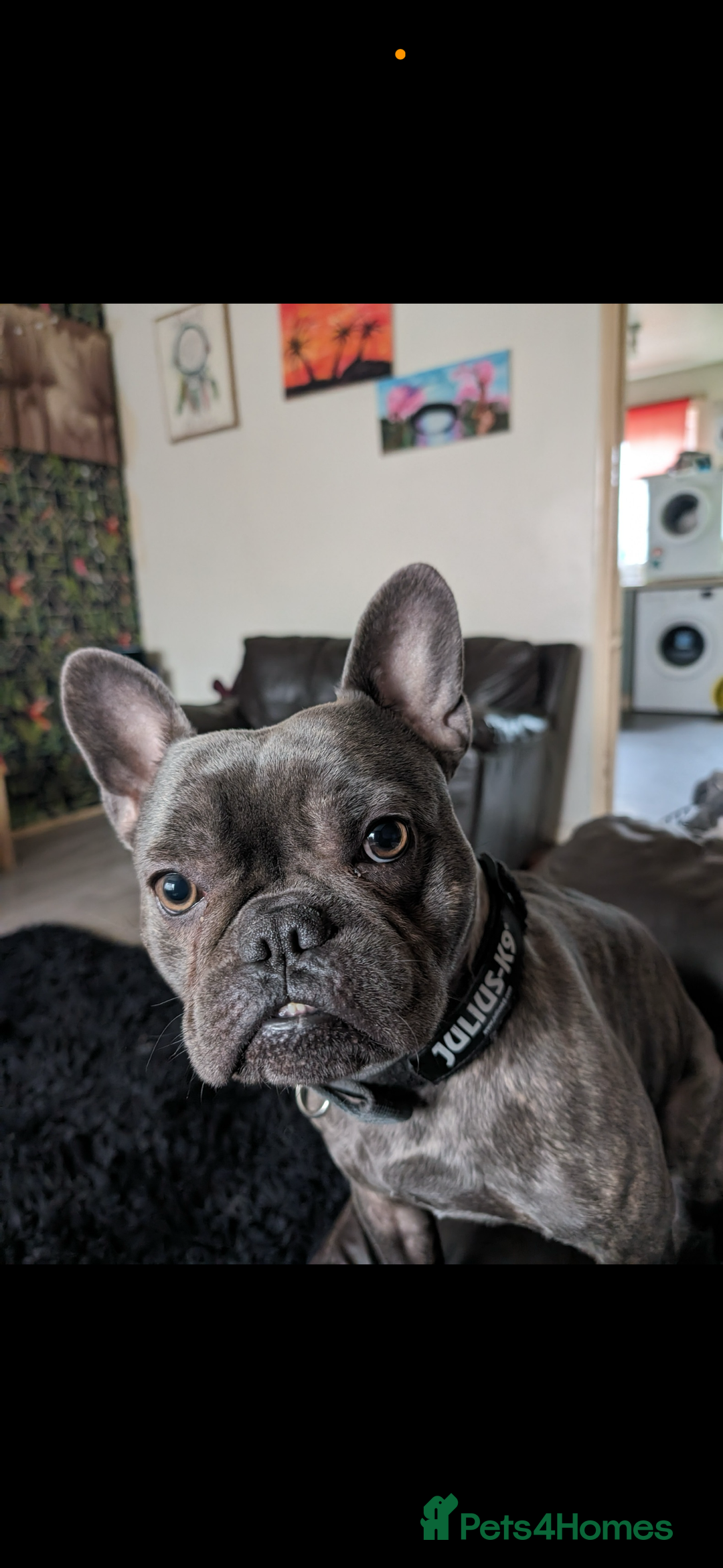 Mixed Breed dogs for sale: 3 years old Milo French bulldog 3/4 1/4 staffy - Image 1