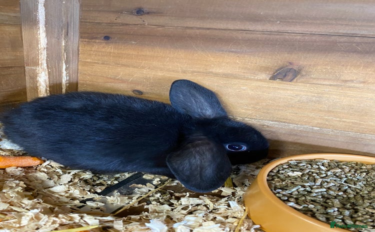 English Lop rabbits - Advert 2