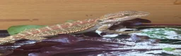 Bearded Dragon reptiles for sale: Stunning baby bearded dragons £100 ONO  - Advert 14
