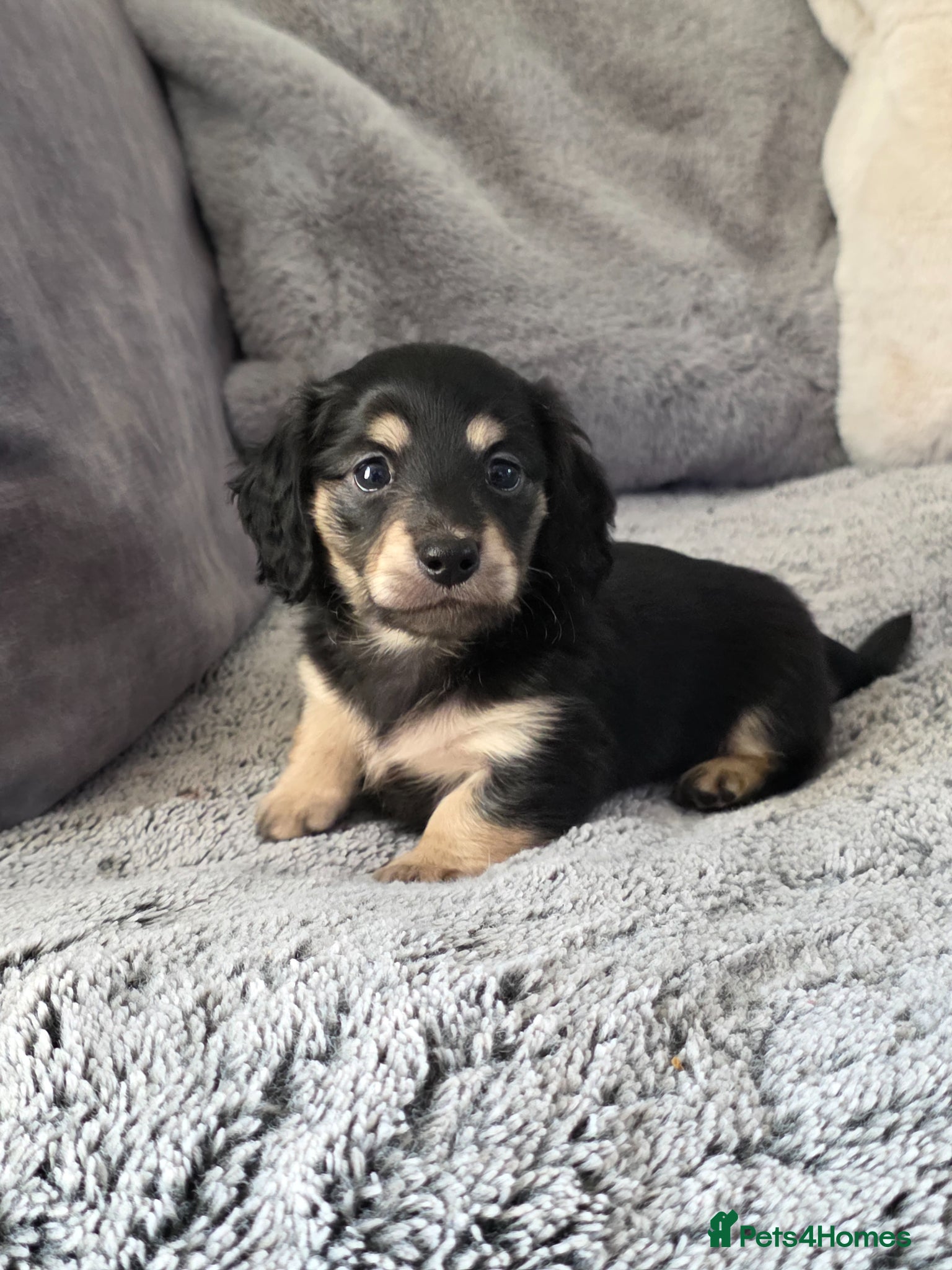 Miniature Dachshund dogs Cream Miniature long-haired  - Advert 16