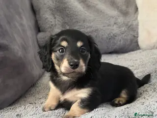 Miniature Dachshund dogs Cream Miniature long-haired - Advert 17