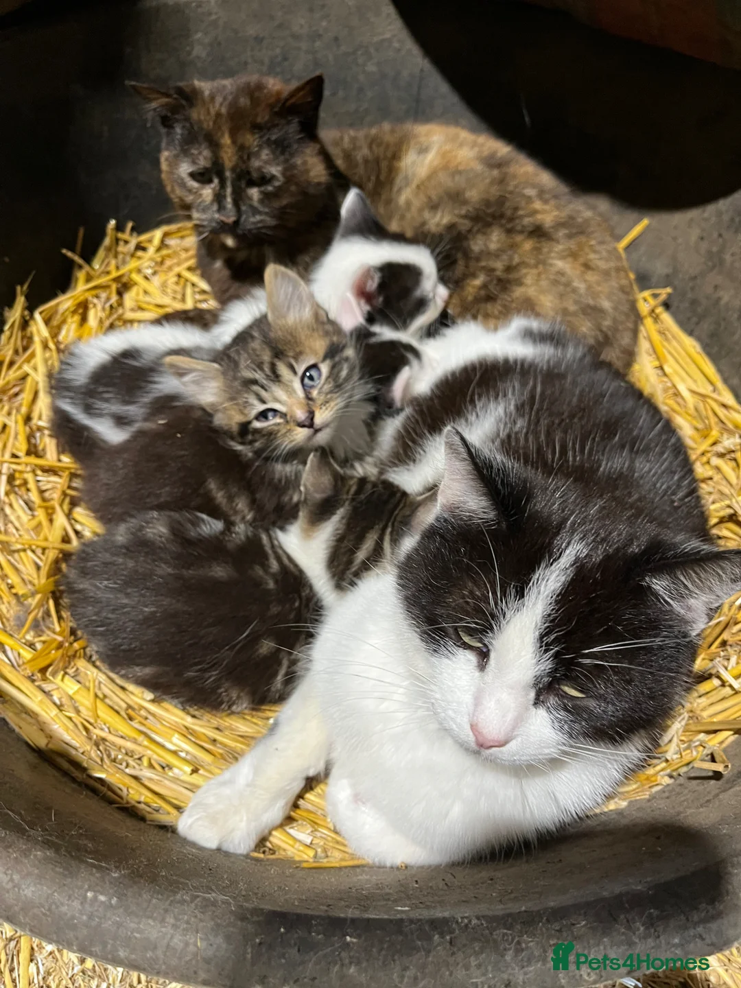 Mixed Breed cats for sale: Gorgeous kittens - Advert 1