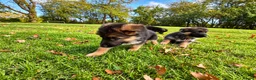 German Shepherd dogs for sale: World class German Shepherds - Advert 17