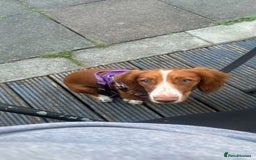 Cocker Spaniel dogs for sale: 7 month old cocker spaniel - Image 1