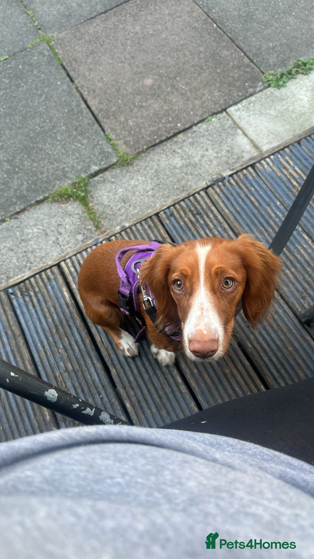 Cocker Spaniel dogs for sale: 7 month old cocker spaniel - Image 1