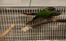 Conures birds for sale: Pair of green cheecked conures  - Image 4