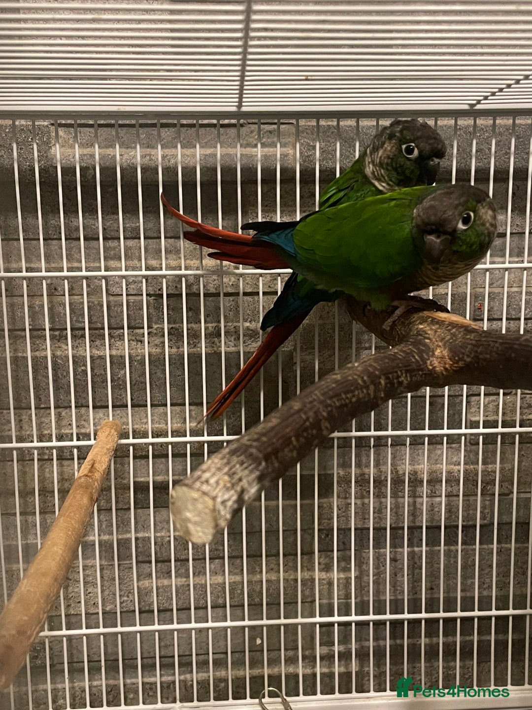 Conures birds for sale: Pair of green cheecked conures  - Image 4