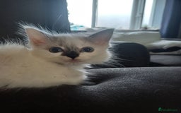 Ragdoll cats for sale: 3 gorgeous fluffy ragdoll kittens  - Image 5