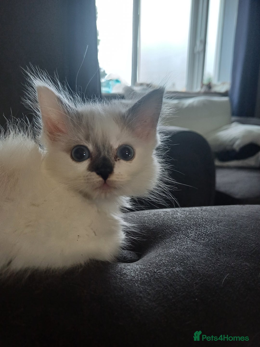 Ragdoll cats for sale: 3 gorgeous fluffy ragdoll kittens  - Image 5