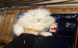 Lionhead rabbits for sale: 2 boys rabbits w blue eyes left to purchase  - Image 10