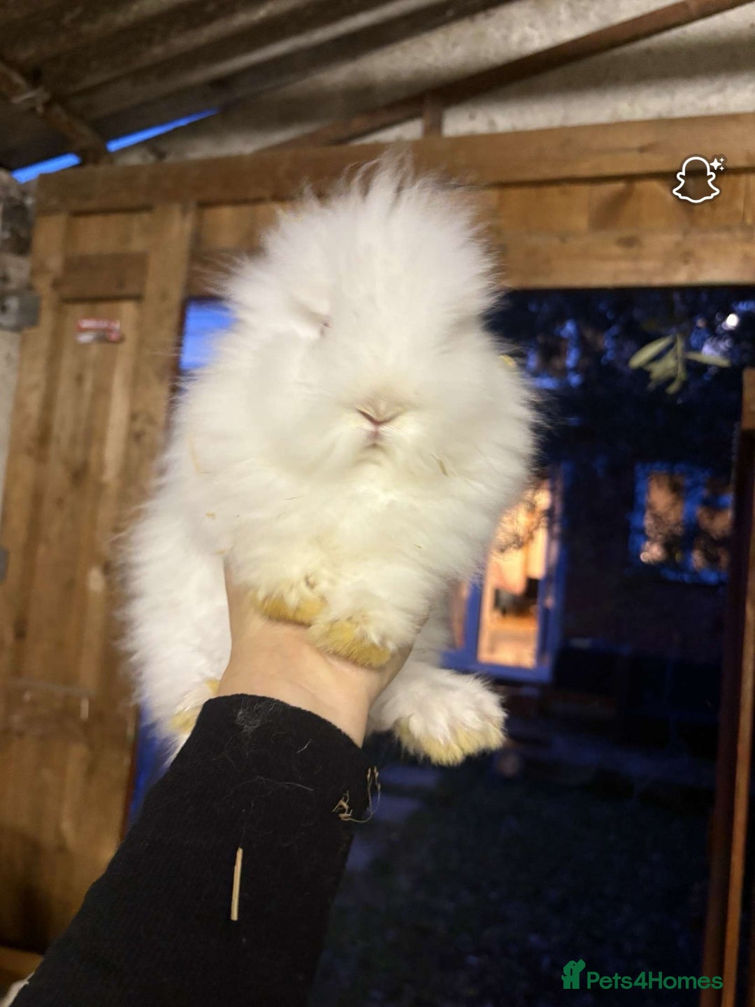 Lionhead rabbits for sale: 2 boys rabbits w blue eyes left to purchase  - Image 10