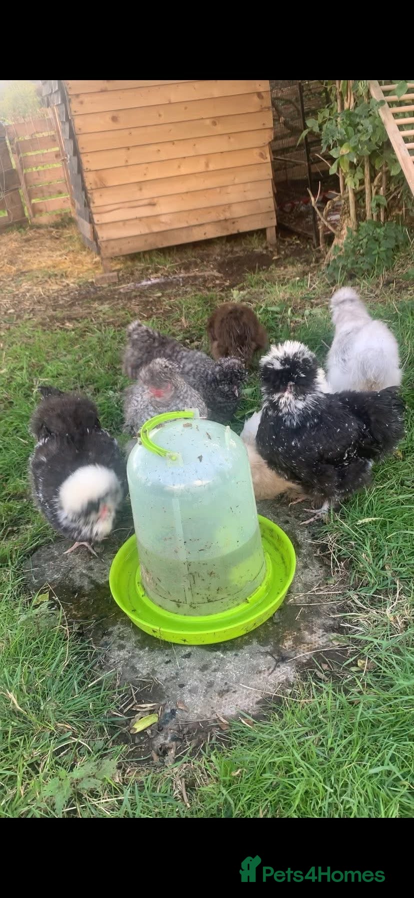 Hens poultry Usa silkies & Polish for sale  - Advert 4