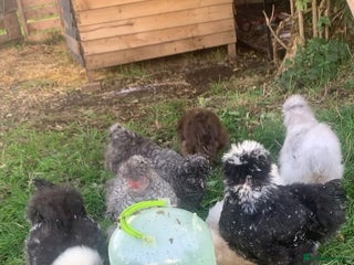 Hens poultry Usa silkies & Polish for sale - Advert 1