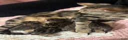 Bengal cats for sale: Bengal x tabby kittens  - Advert 1