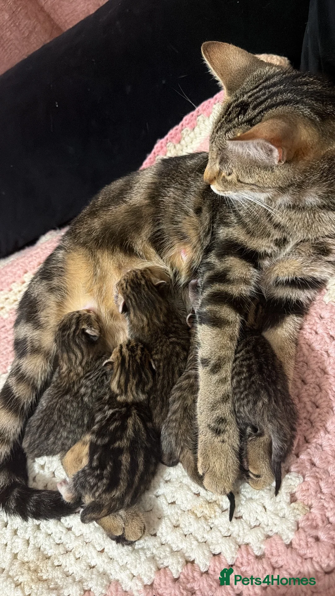 Bengal cats for sale: Bengal x tabby kittens  - Advert 1