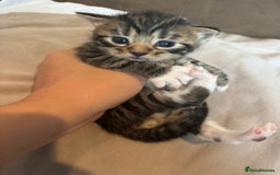British Shorthair cats for sale: British shorthair tabbys - Image 1
