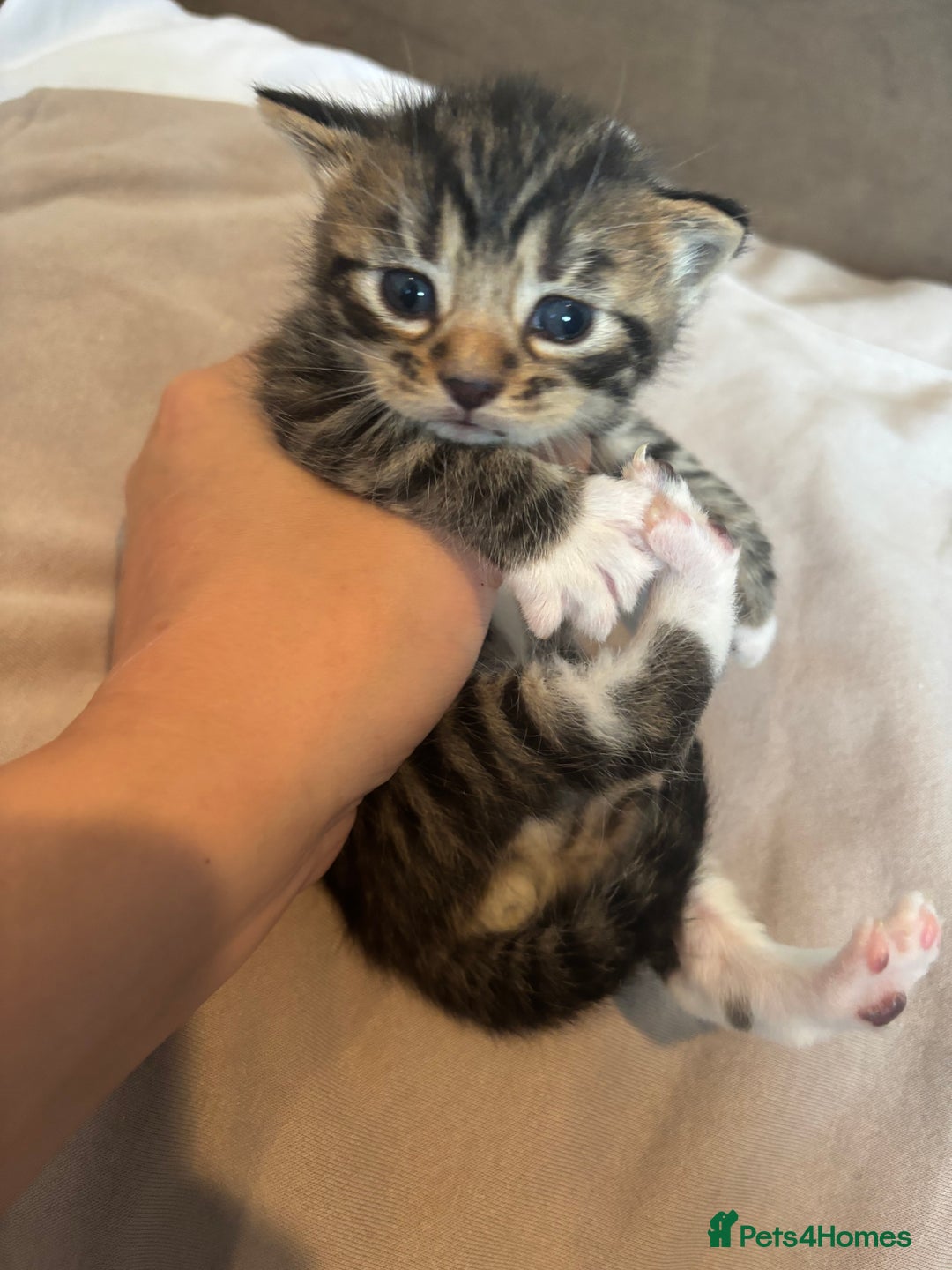 British Shorthair cats for sale: British shorthair tabbys - Image 1