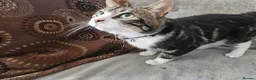 Mixed Breed cats for sale: Cat without tail in London - Advert 1