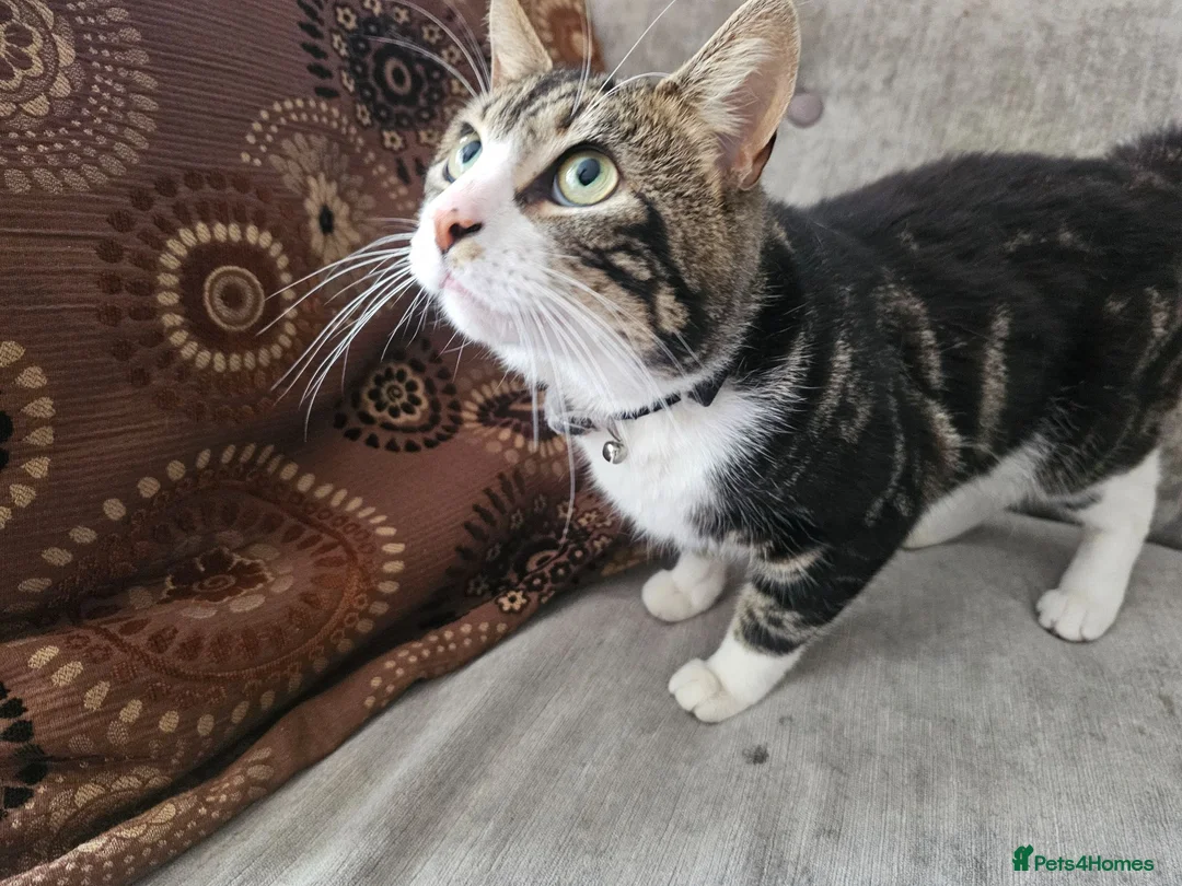 Mixed Breed cats for sale: Cat without tail in London - Advert 1