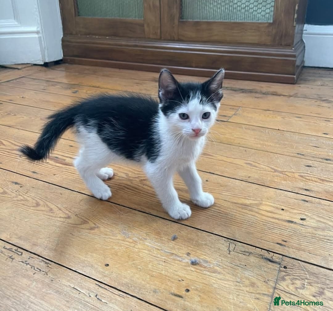 Mixed Breed cats for sale: 2 beautiful kittens available  in Halstead - Image 2
