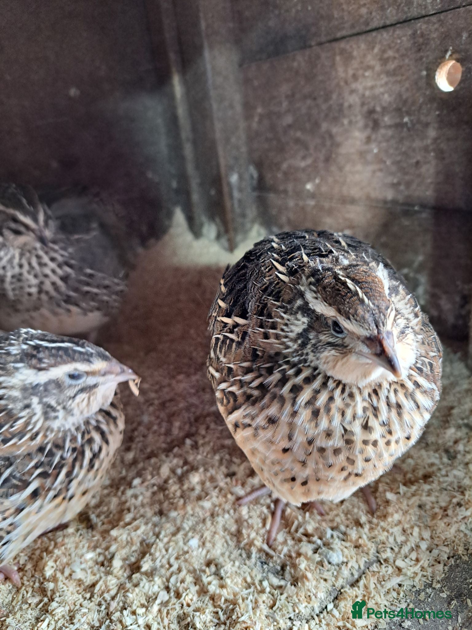 Quail poultry Courtnix japanese quails  - Advert 1