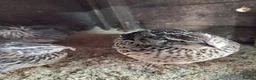 Quail poultry for sale: Courtnix japanese quails  - Advert 1